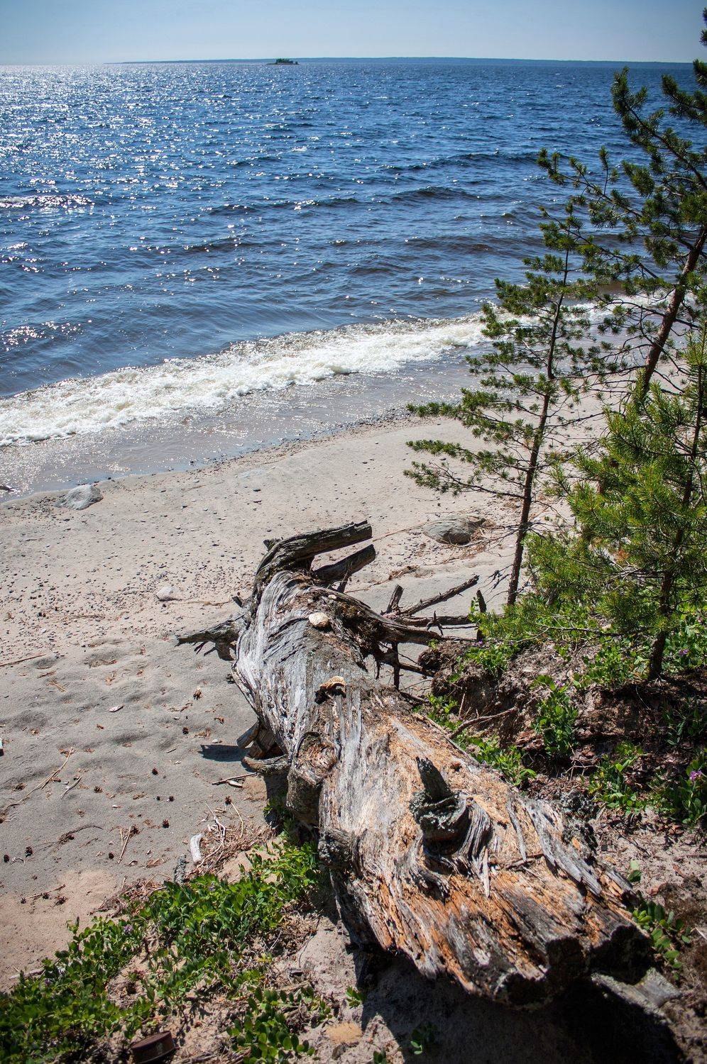 карелия, вода, дерево, озеро, песок, пляж, Vladimir Kedrov
