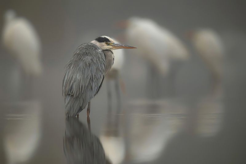 W oczekiwaniu фото превью