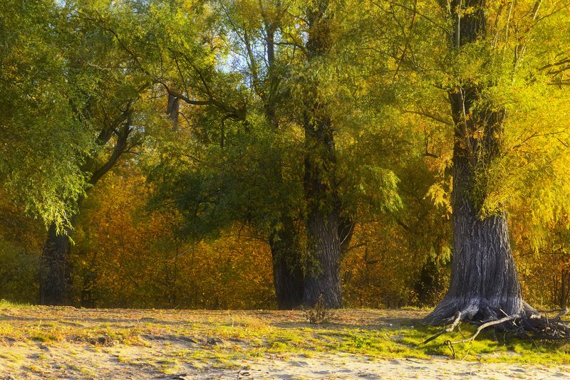 Под сенью старых тополей. фото превью