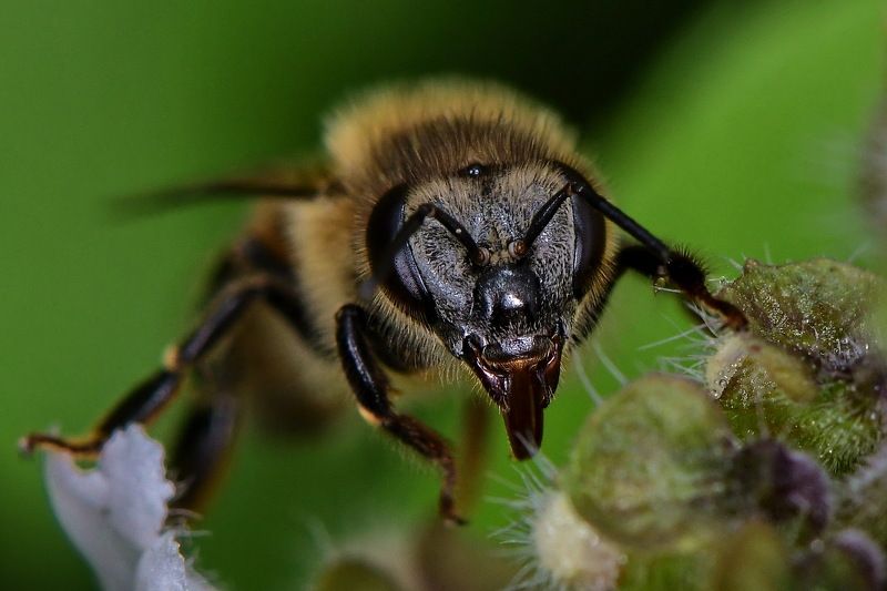 denis moura, mogi das cruzes, brasil, bee Abelha фото превью
