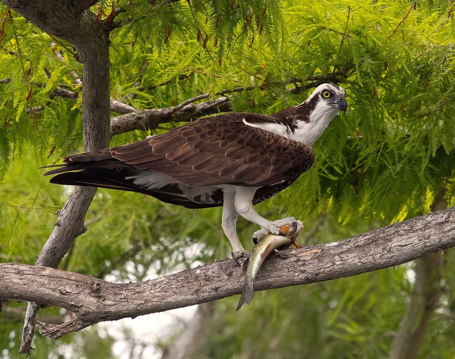 cкопа, osprey, florida, хищные птицы, Elizabeth Etkind