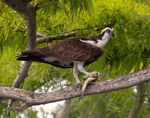 Osprey - Скопа