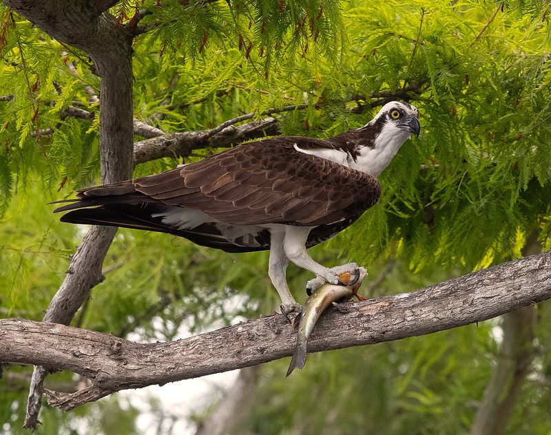 cкопа, osprey, florida, хищные птицы Osprey - Скопа фото превью