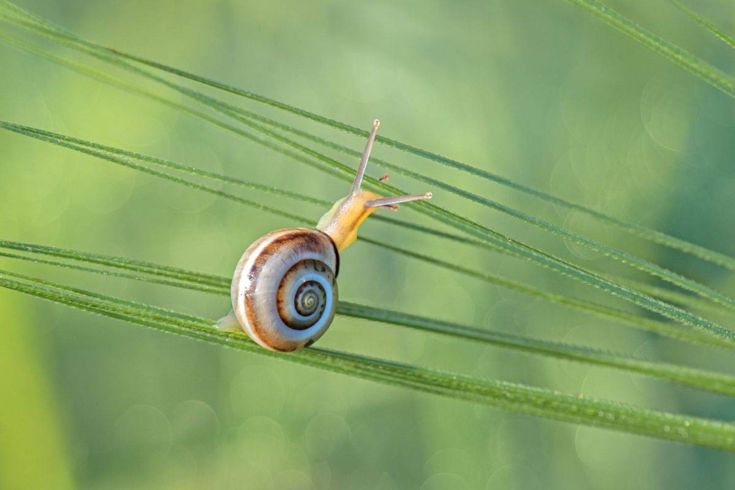 , Людмила Бекман