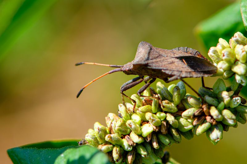 Dock bug (Coreus marginatus) фото превью