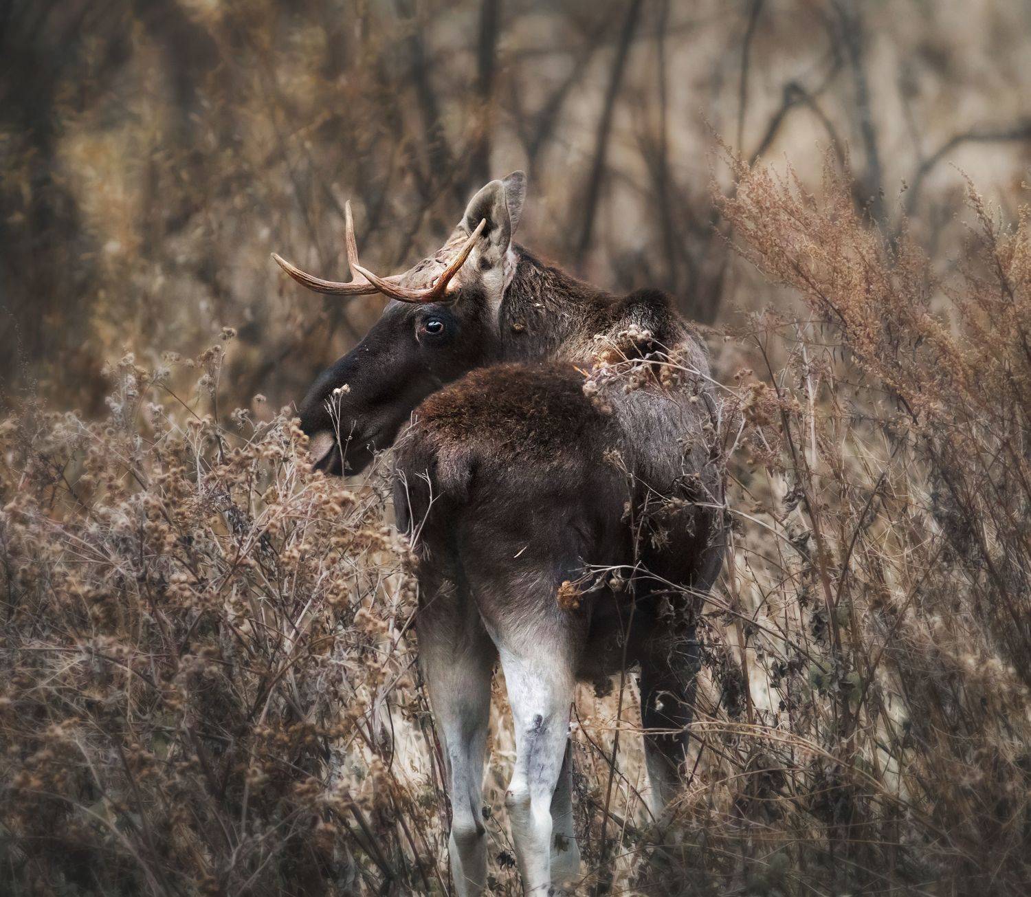 лось, осень, Vyacheslav Lozhkin
