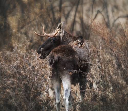 Лось гуляет