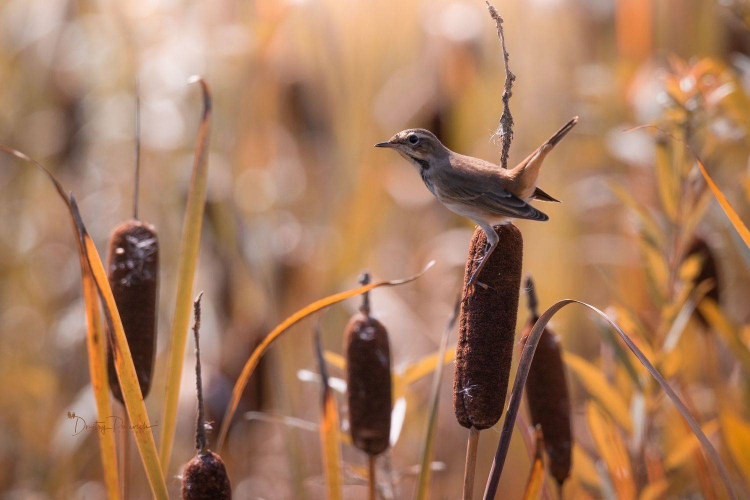 природа, лес, поля, огороды, животные, птицы, макро, Дмитрий Посевич