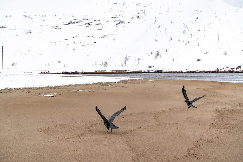 russian; mountains; murmansk region; russian federation; snowy; panorama; panoramic; ship graveyard; coast; scenic; background; blue; ocean; outdoor; sky; natural; view; beauty; beach; frozen; landscape; travel; murmansk; rock; kola peninsula; arctic circ natural attractions of the Barents sea coast фото превью