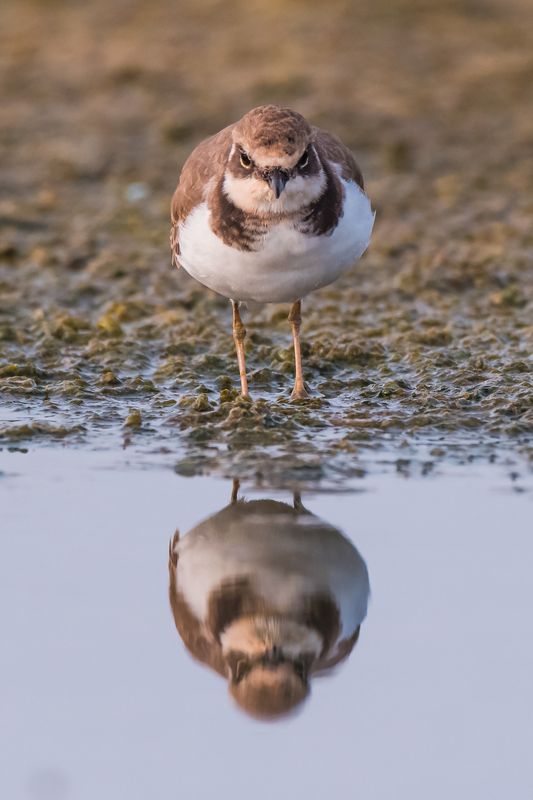 Narciso фото превью