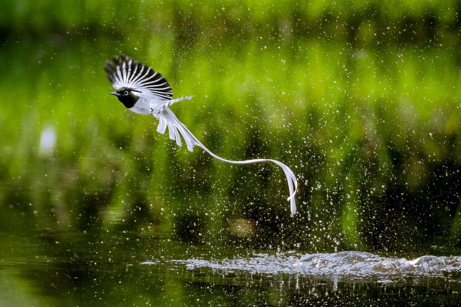 Birds, Gimantha Perera