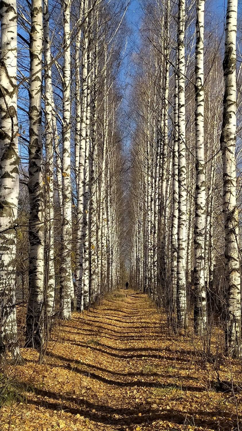 , Андрей Перешеин