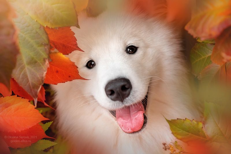 Smile фото превью