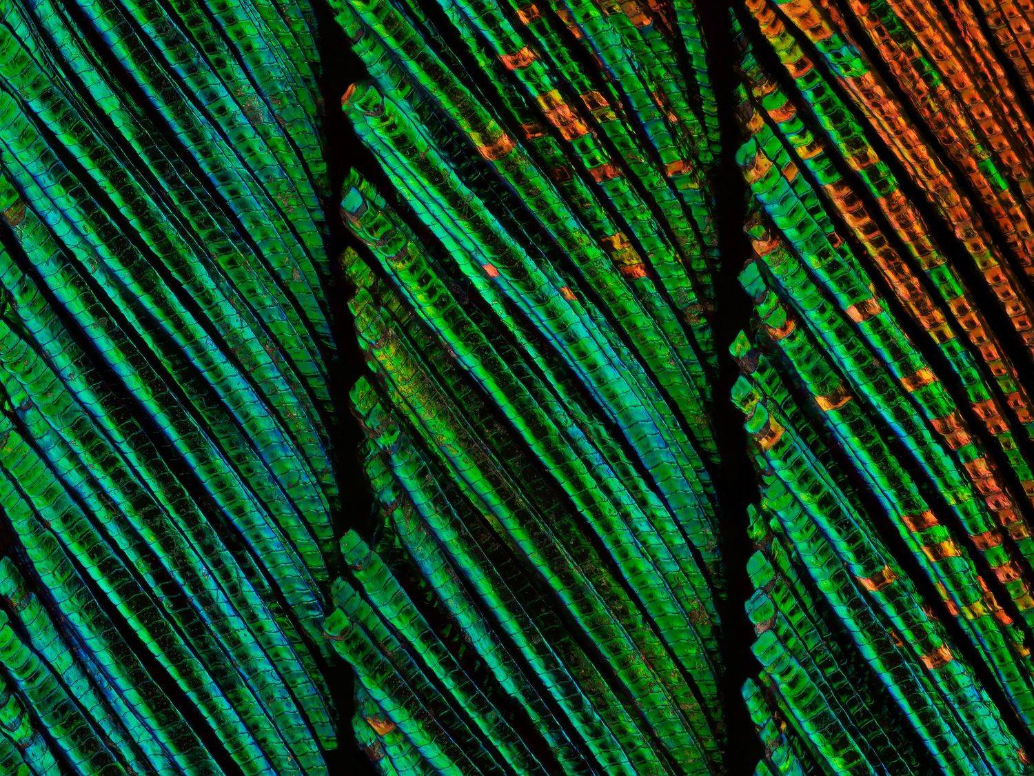 irass, waledzik, nat geo, olympus, close up, macro, extreme macro, макро, Ireneusz Irass Walędzik