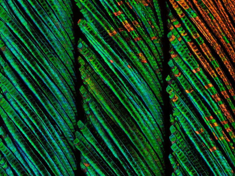 irass, waledzik, nat geo, olympus, close up, macro, extreme macro, макро Peacock Feather. фото превью