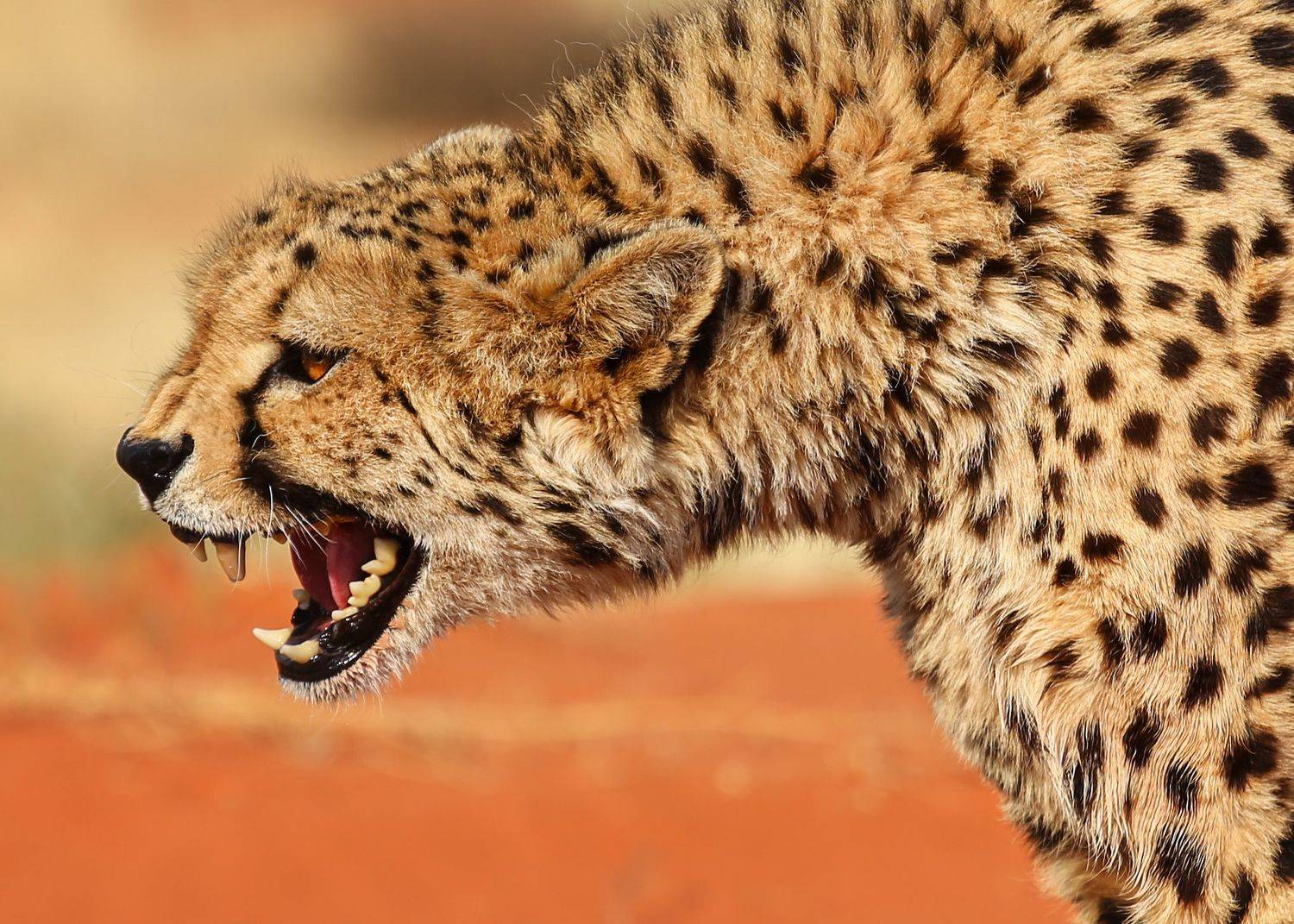 #гепард #калахари #намибия #африка #пустыня #оскал #зубы #злость #namibia #africa #cheetah # Kalahari #desert, Наталия Деркач