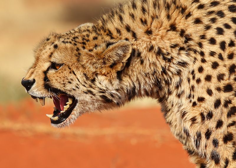 #гепард #калахари #намибия #африка #пустыня #оскал #зубы #злость #namibia #africa #cheetah # Kalahari #desert Гепард фото превью