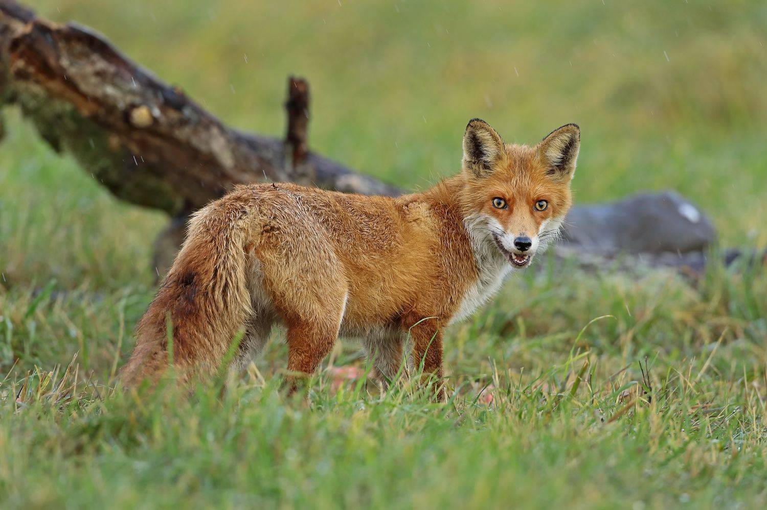 лиса, Александр Гусар