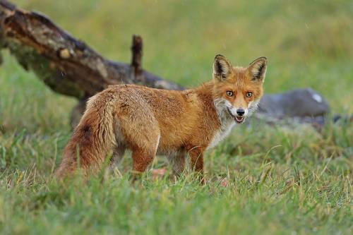 Под дождём.