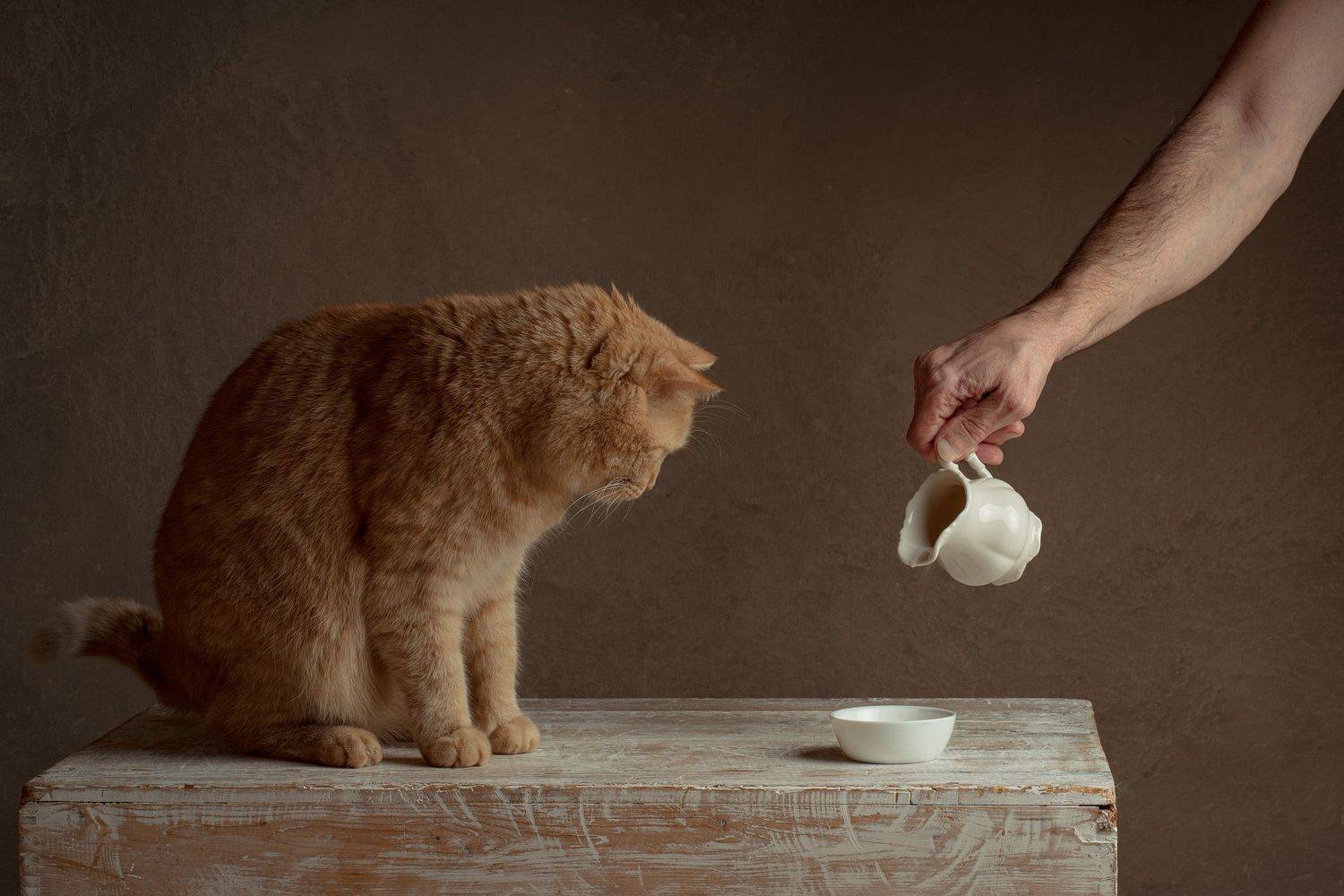 red, red-haired, cat, milk, food,  animal, pet, feline, kitten, domestic, fur, red, orange, animals, pets, mammal, kitty, cats, tabby, ginger, furry, sleep, eyes, looking, fluffy, adorable, cute, hair, whiskers, Анжелика Костин