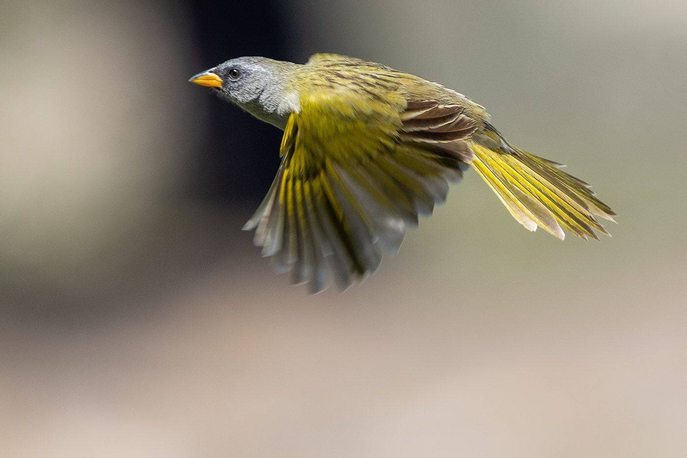 птицы, уругвай, Елена Давыдова