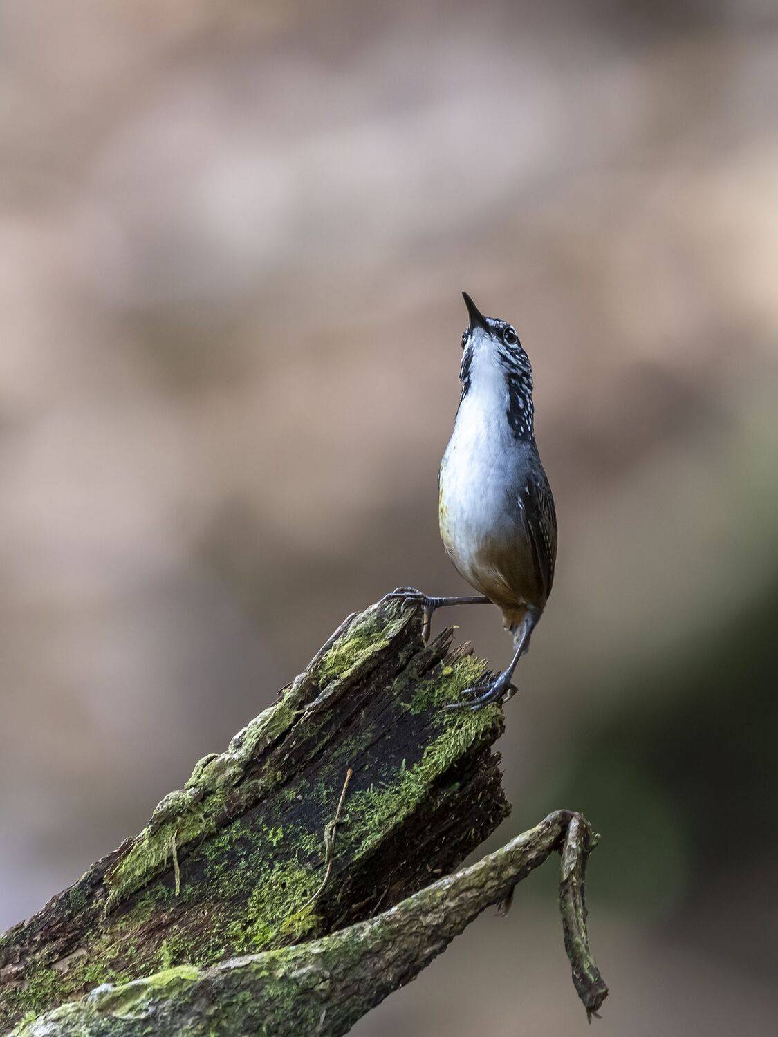 , Fernando Burgalin Sequeira