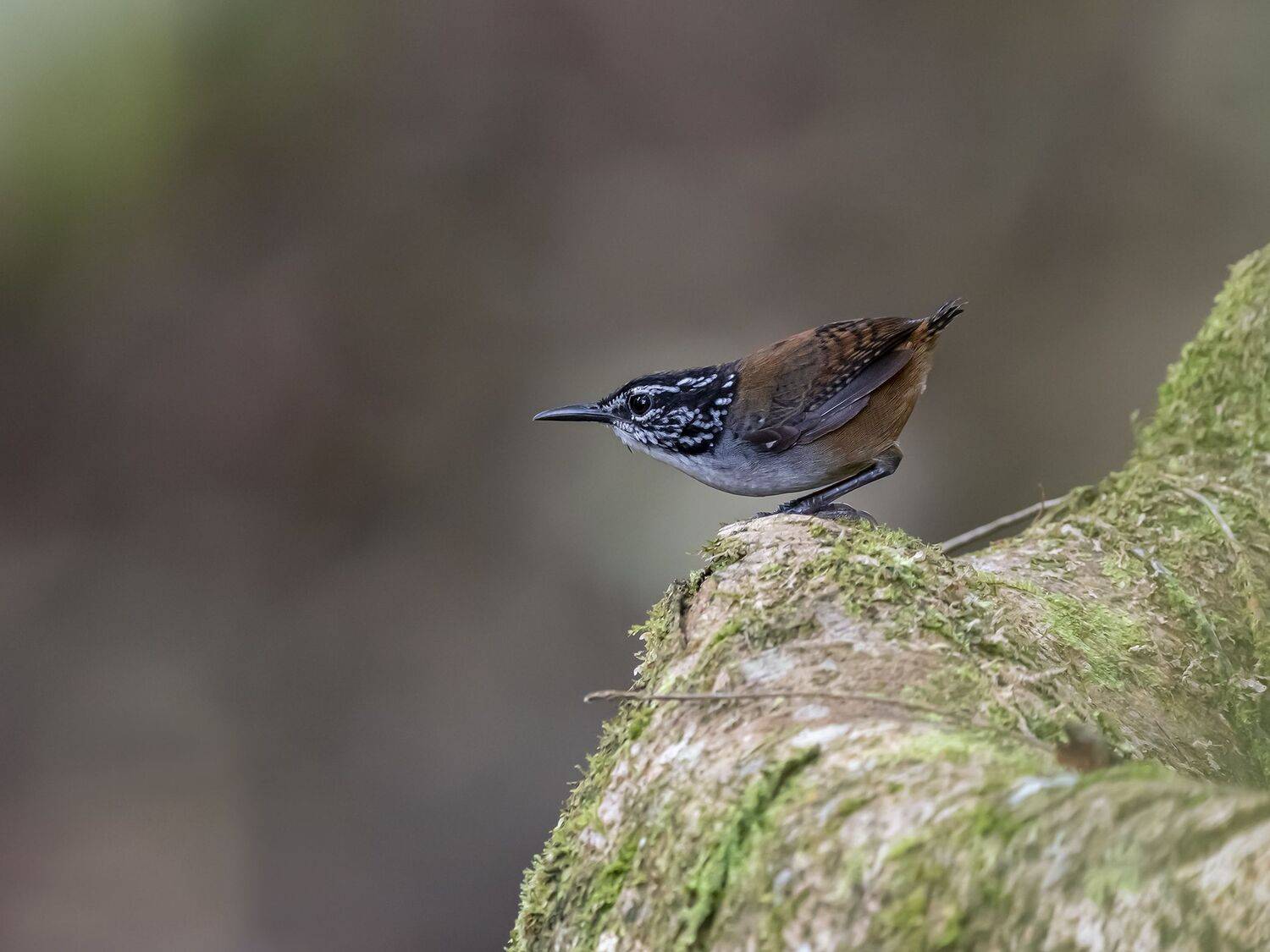 , Fernando Burgalin Sequeira