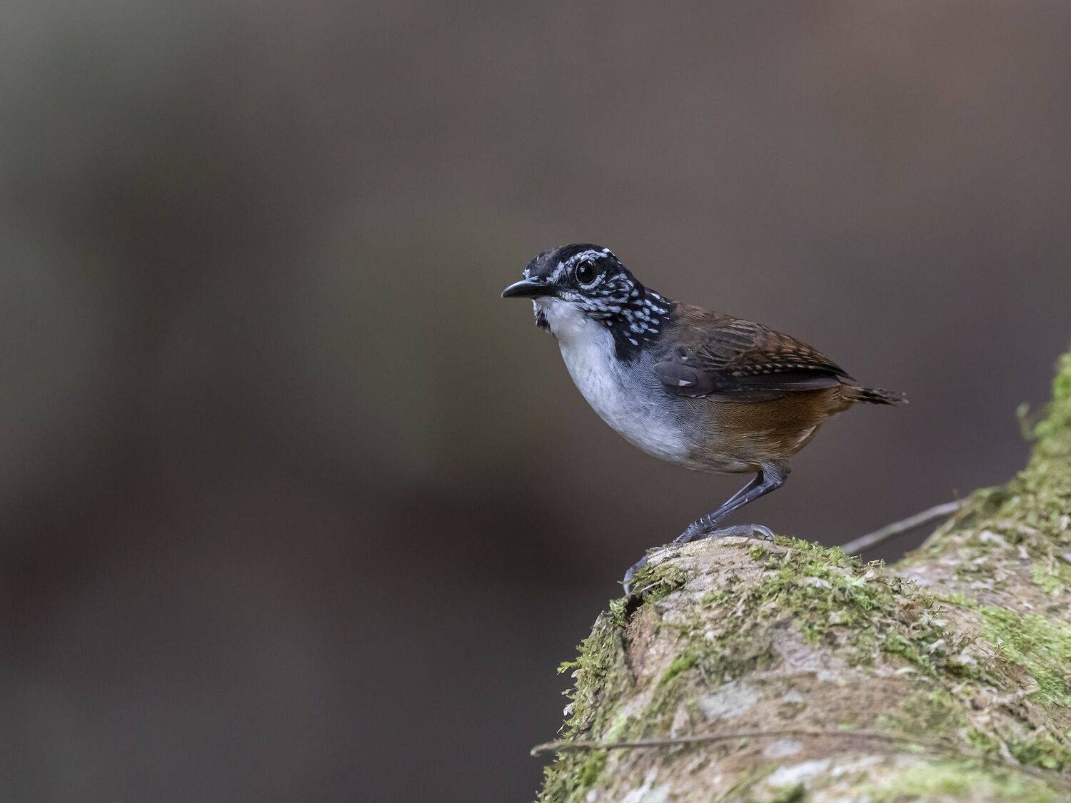 , Fernando Burgalin Sequeira