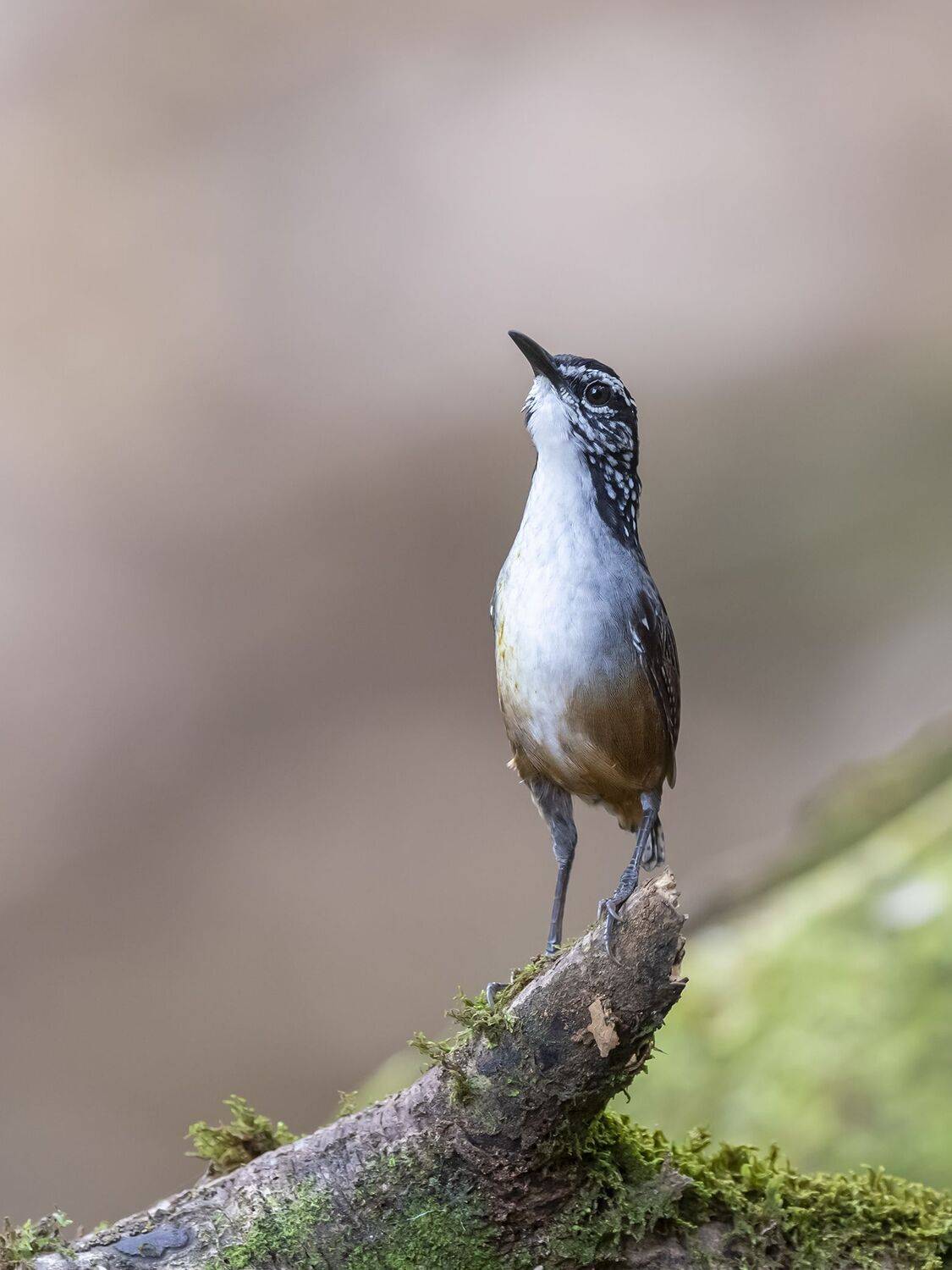, Fernando Burgalin Sequeira