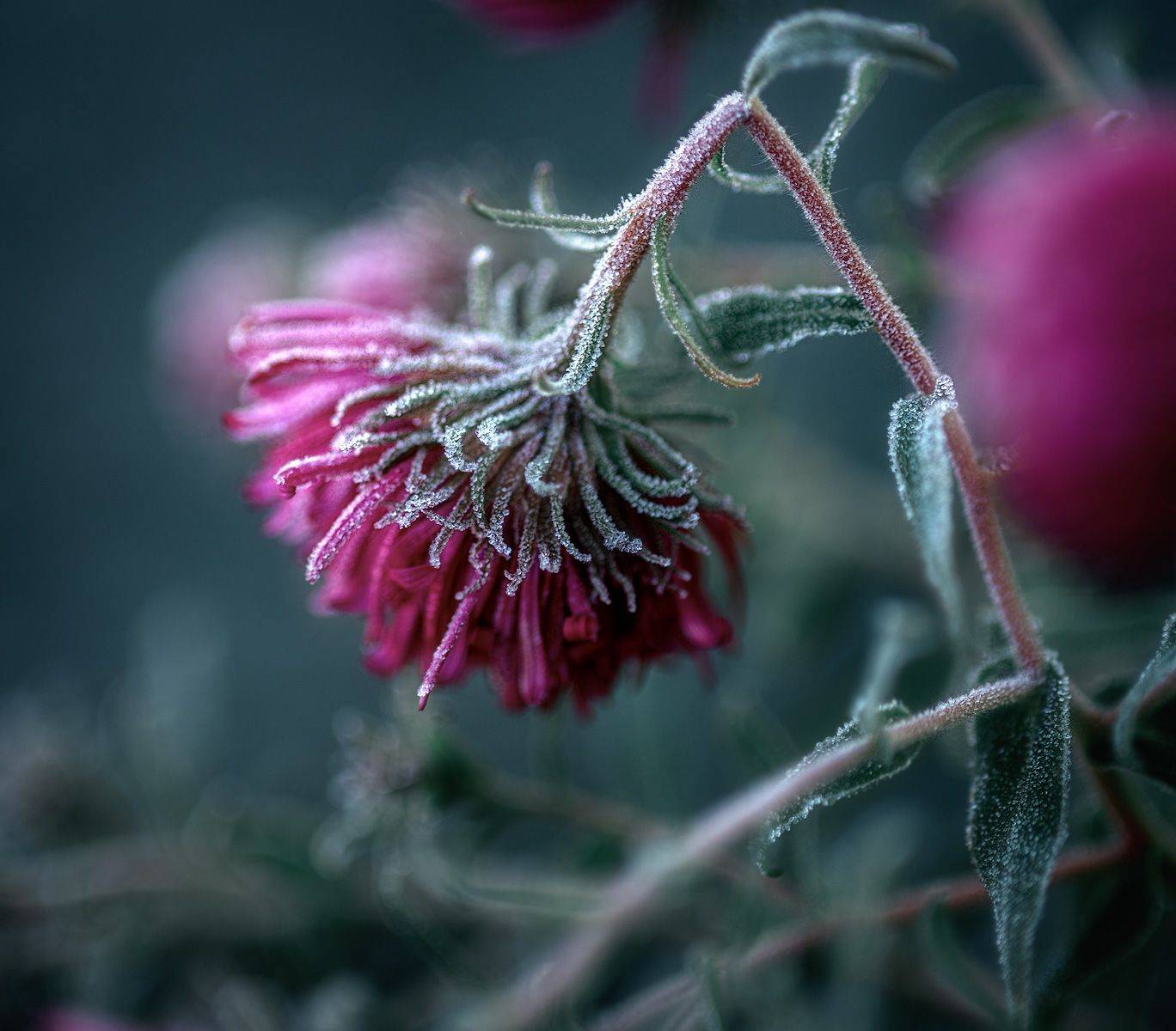 , Юрий Юрьев