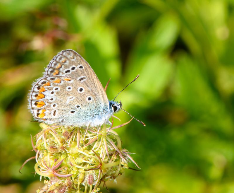Plebejus idas during the breeding season фото превью