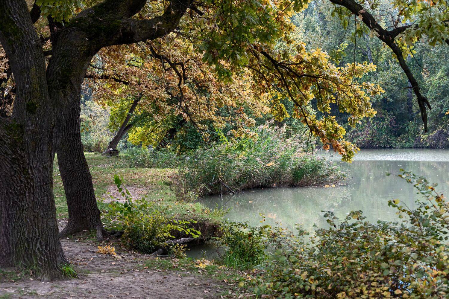 старая кубань, Алексей Рыльский
