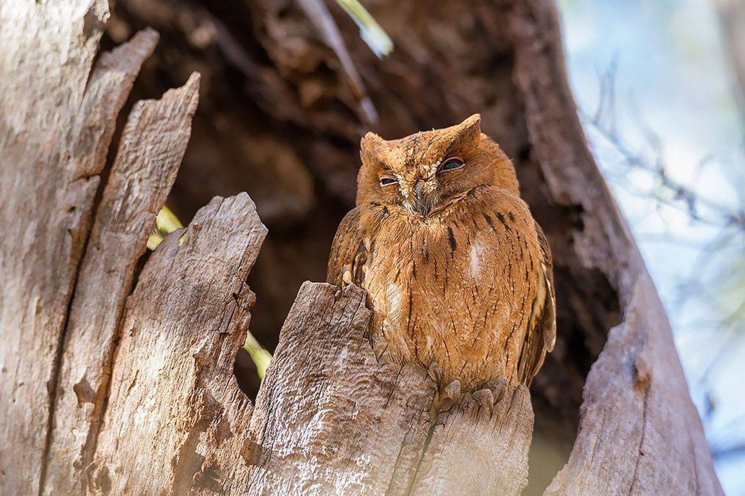 , Сергей Савви