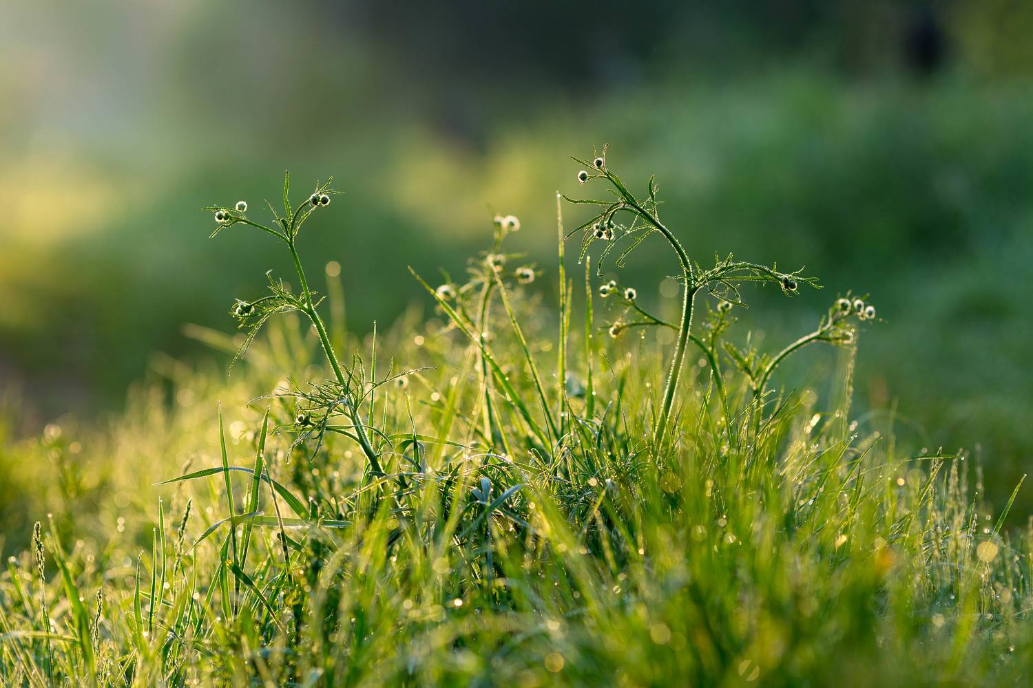 зеленое, трава, роса, Андрей Логвинович