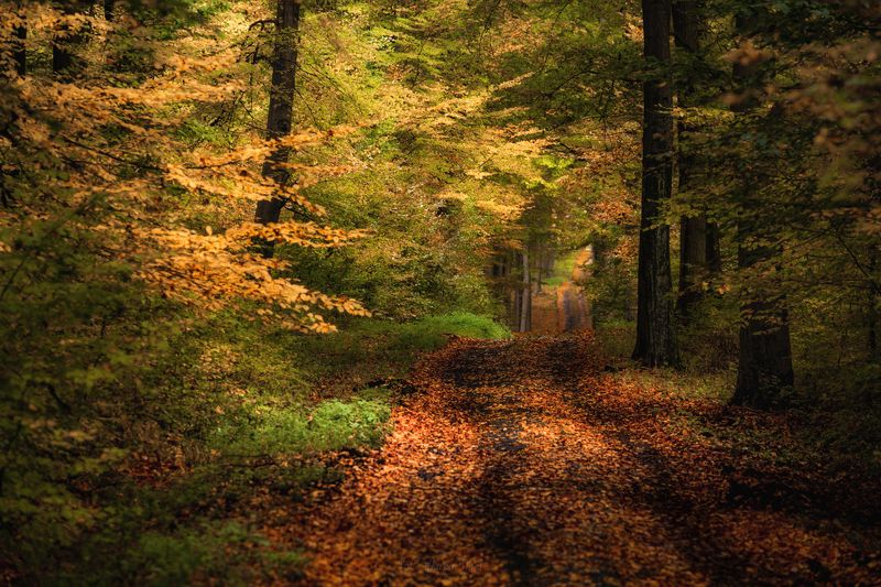 Waiting for Autumn. фото превью