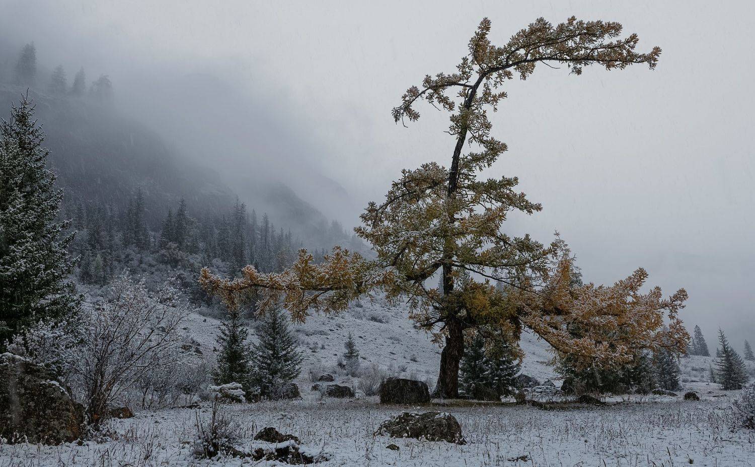 , Марина Фомина