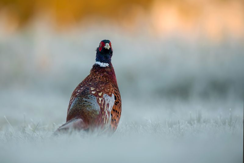 Lato i zima фото превью