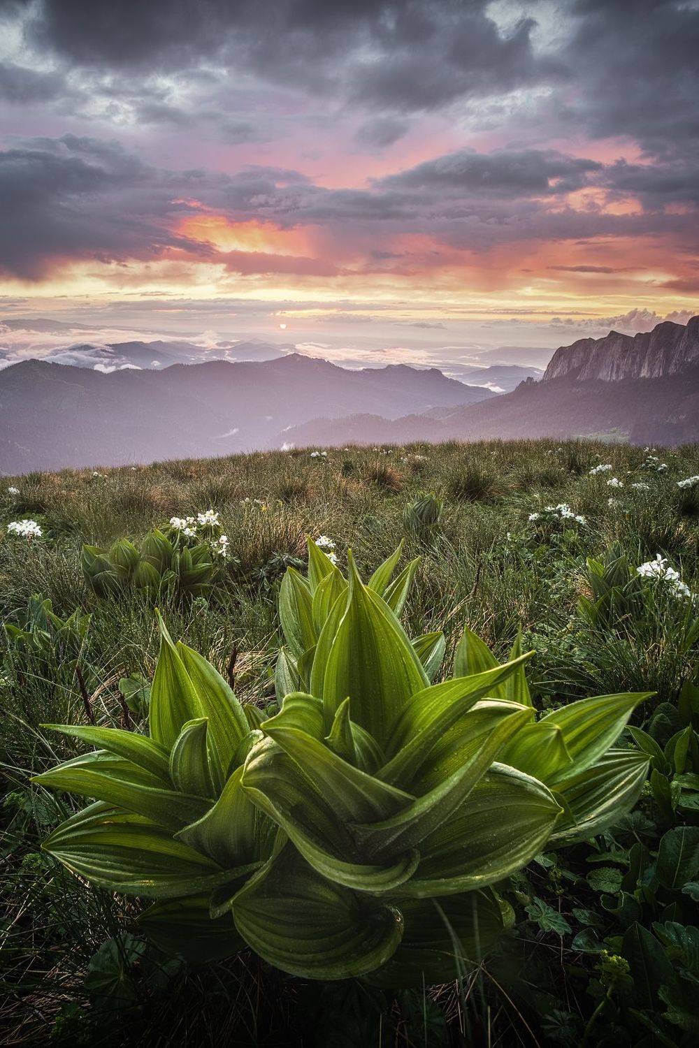 закат, большой тхач, кавказ, адыгея, весна, рододендрон, Глеб Желтов