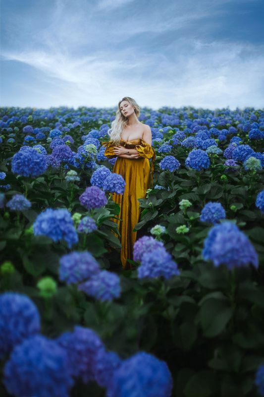 Поле Гортензий фото превью