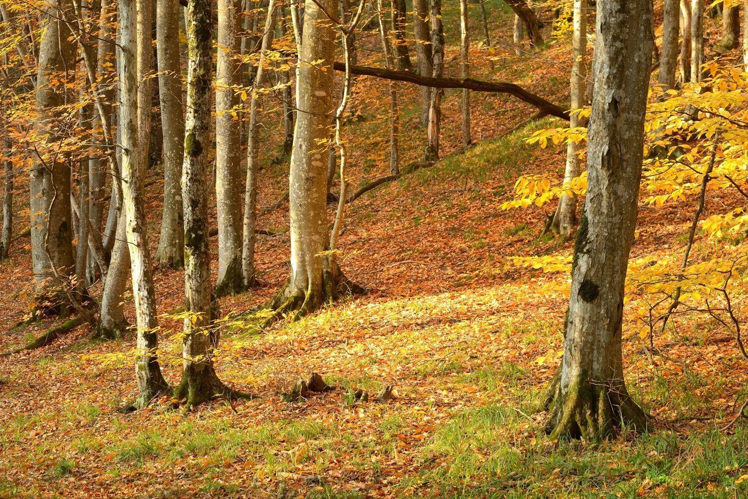 осень листва утро лес, Александр Жарников