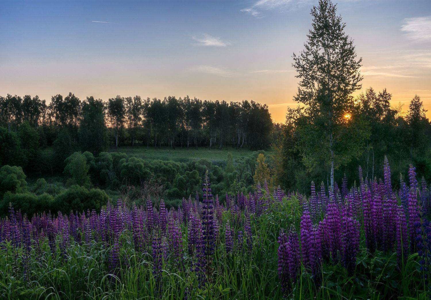 , Николай Носов