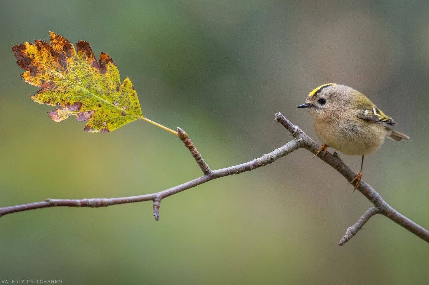 , Валерий Притченко