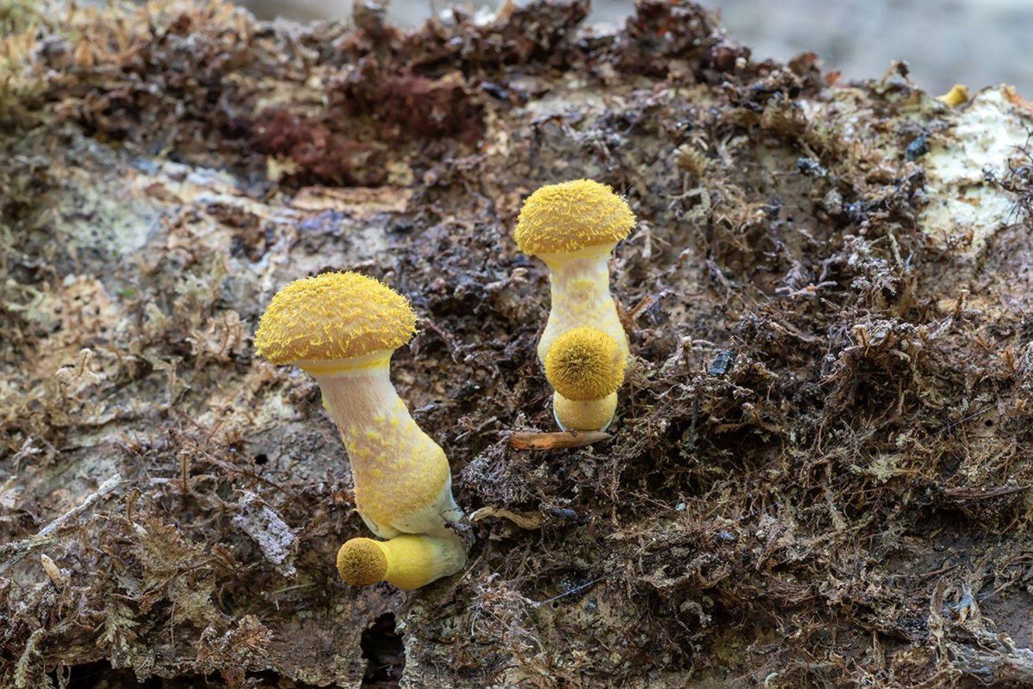 , Александр Земляной