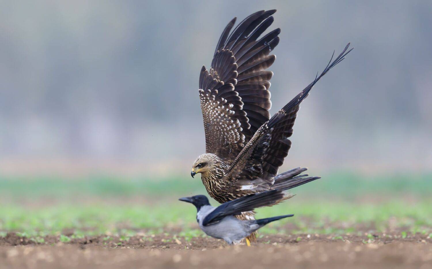 , Евгений Фруман