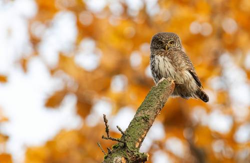 Осенний сыч