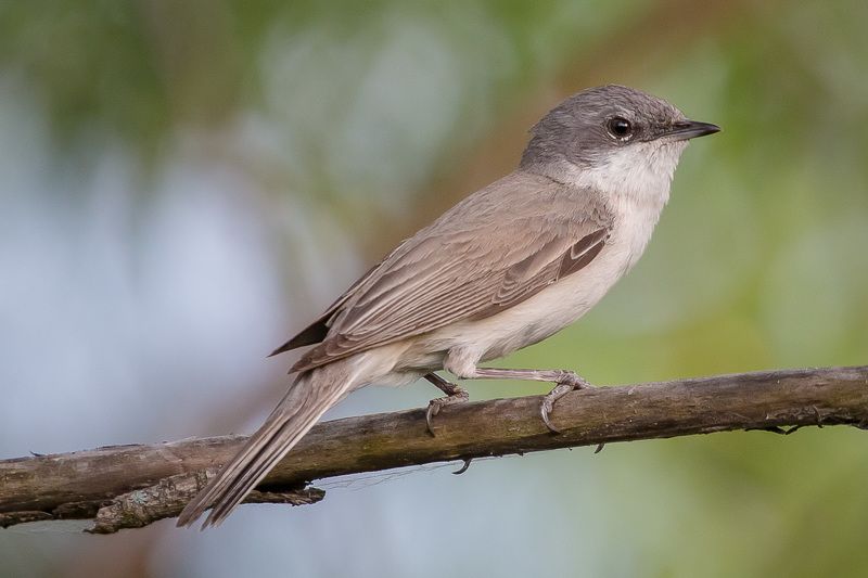 славка, мельничек, завирушка, птицы, birds, wildlife, lesser whitethroat Славка мельничек фото превью