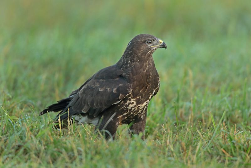канюк. Ранним утром. фото превью