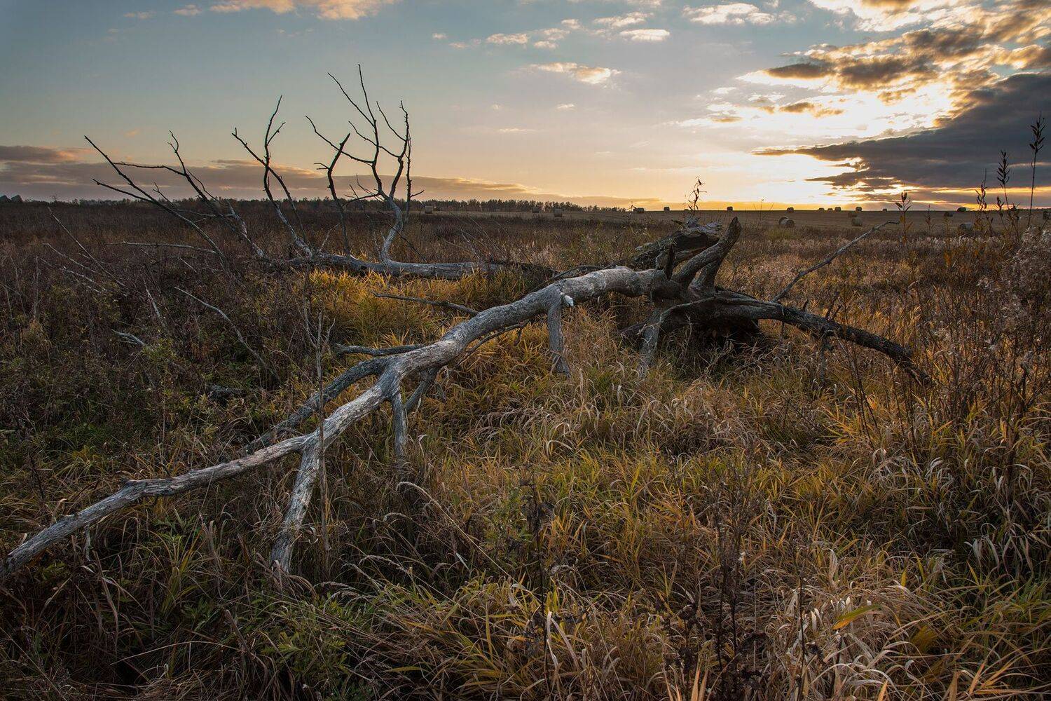 ,  Александр