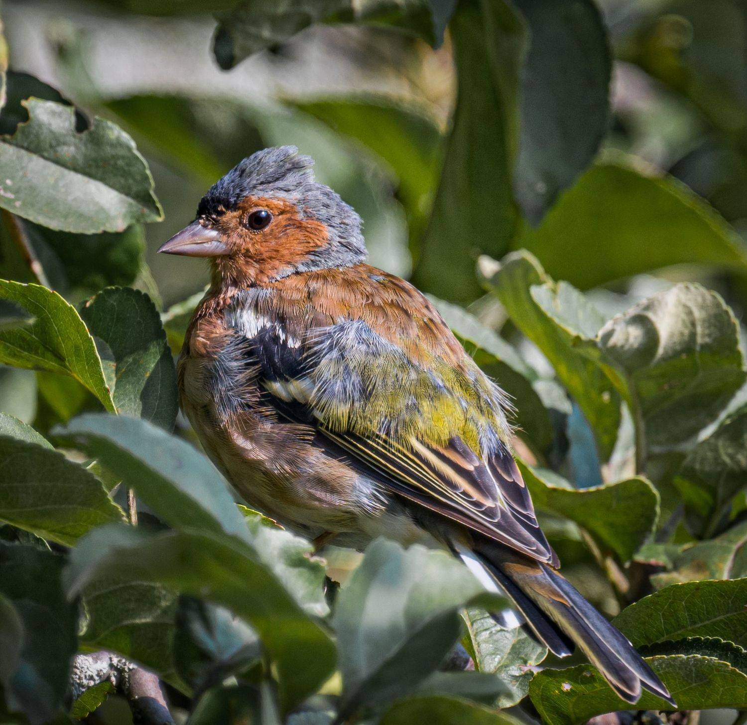 , Курлянцев Алексей