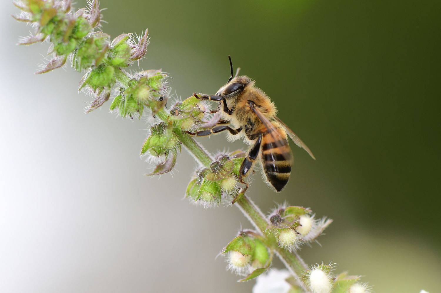 denis moura, mogi das cruzes, brasil, bee, Moura Denis